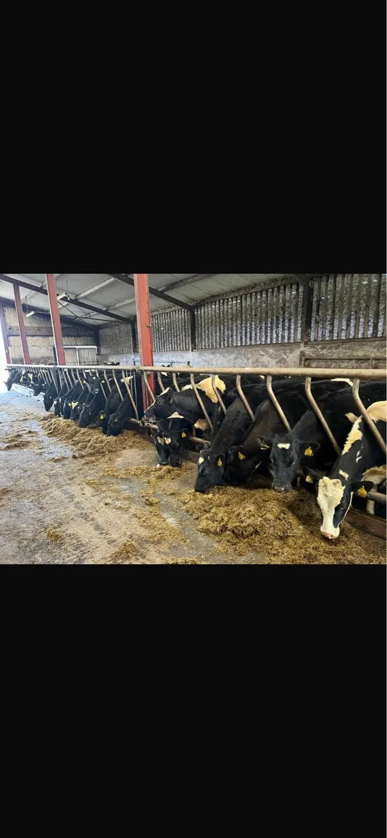 Bulling heifers - Image 1