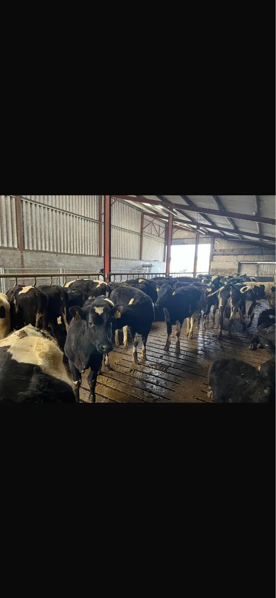 Bulling heifers - Image 4