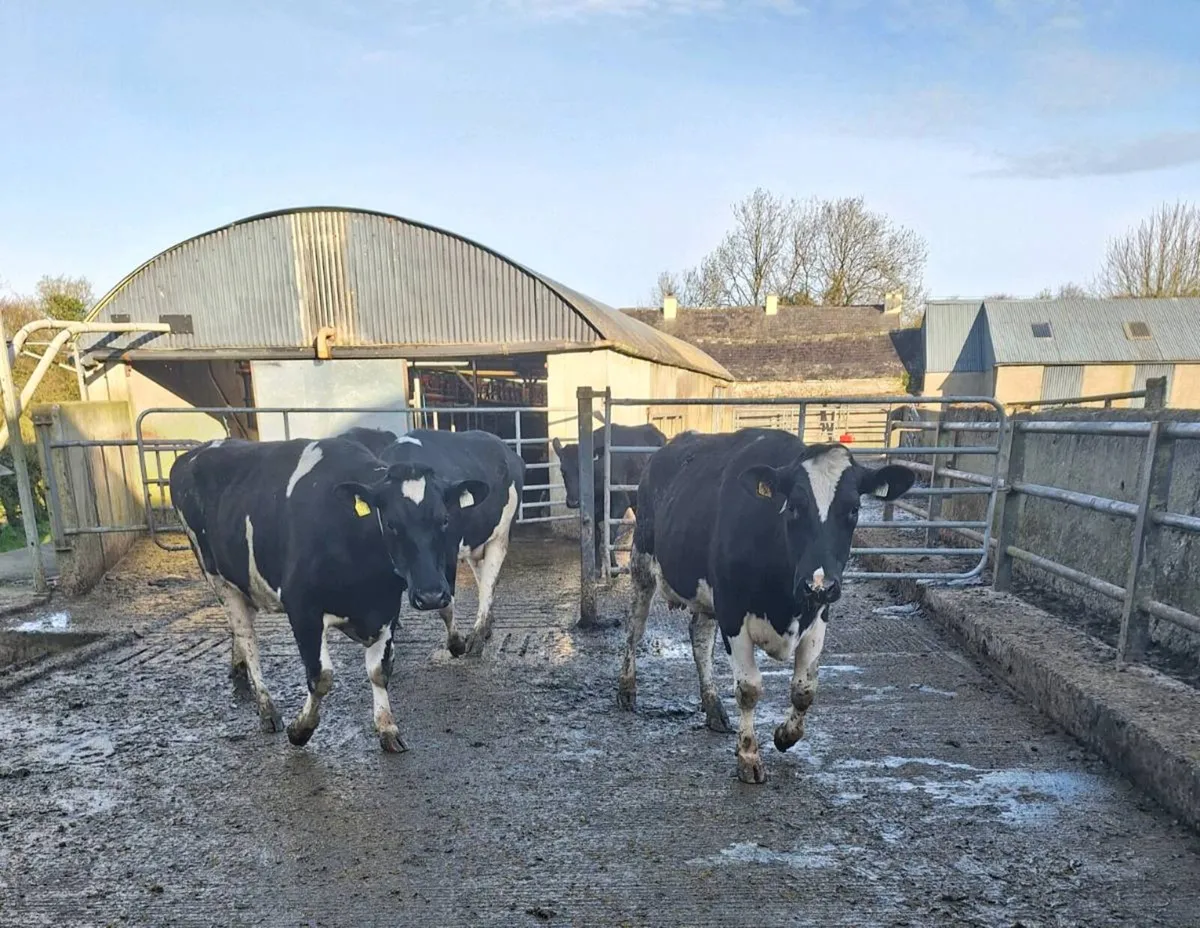 1st lactation cows - Image 4