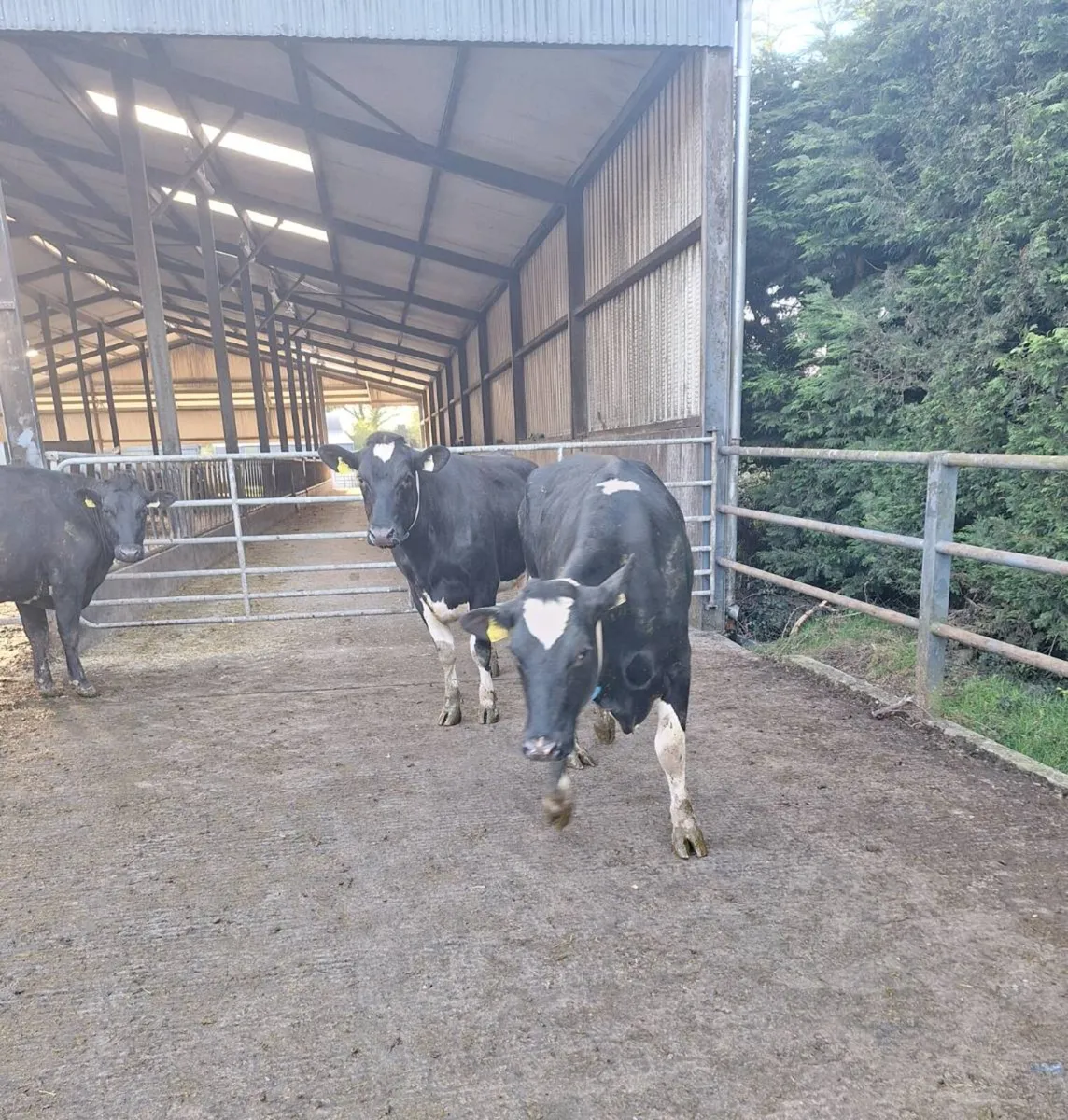 1st lactation cows - Image 2