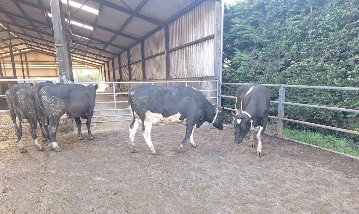 1st lactation cows - Image 3