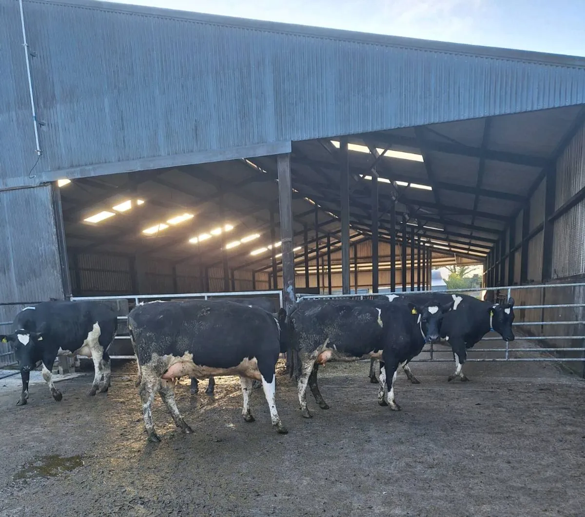 1st lactation cows - Image 1