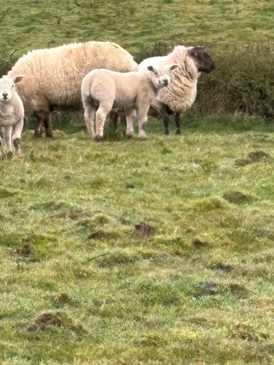 Ewes and lambs. - Image 1