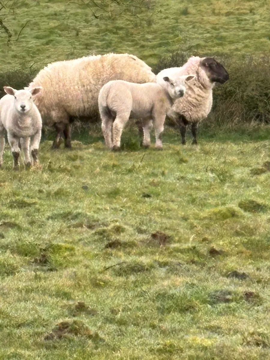 Ewes and lambs. - Image 2