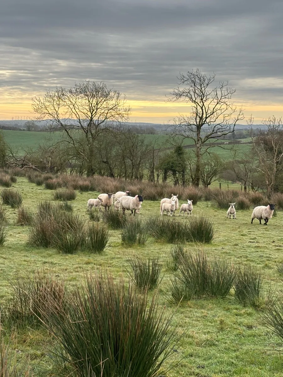 Ewes and lambs. - Image 3