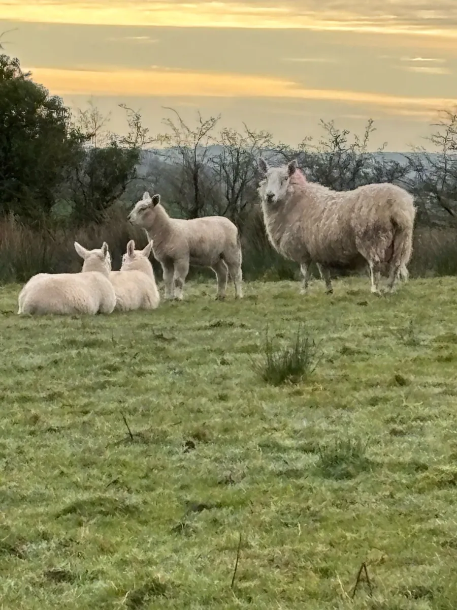 Ewes and lambs. - Image 4