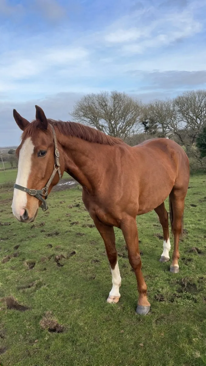 ⭐️⭐️ Lot 97 Cavan Sales ⭐️⭐️ - Image 1