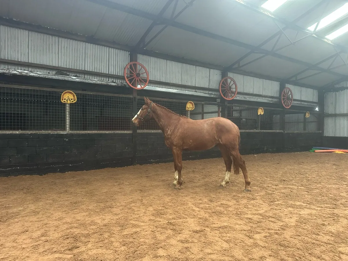 ⭐️⭐️ Lot 97 Cavan Sales ⭐️⭐️ - Image 4