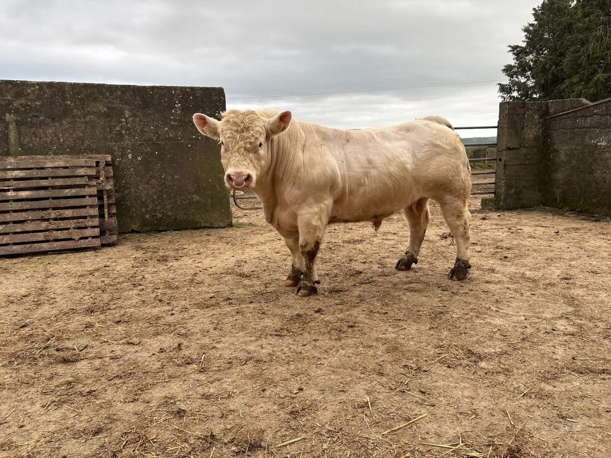 Pedigree Charolais Bull - Image 1