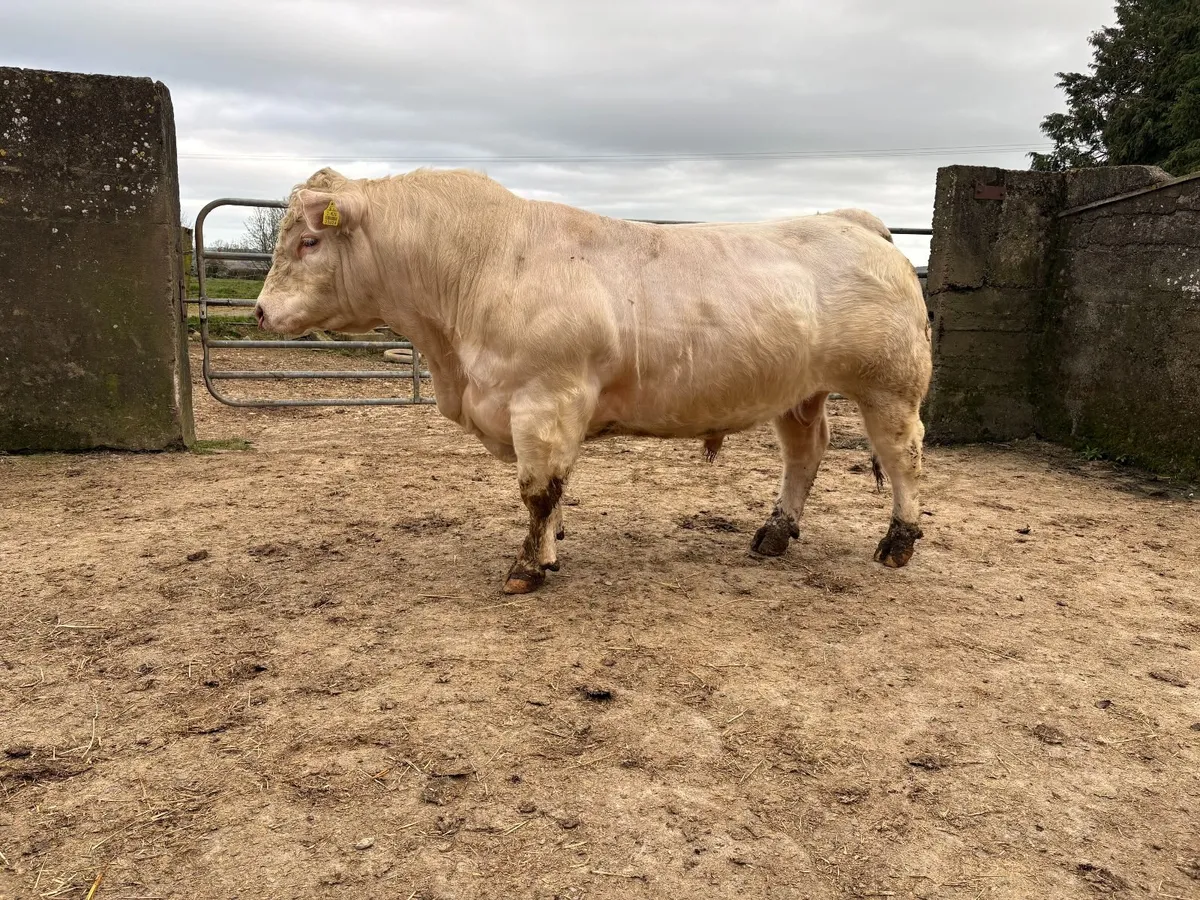 Pedigree Charolais Bull - Image 2