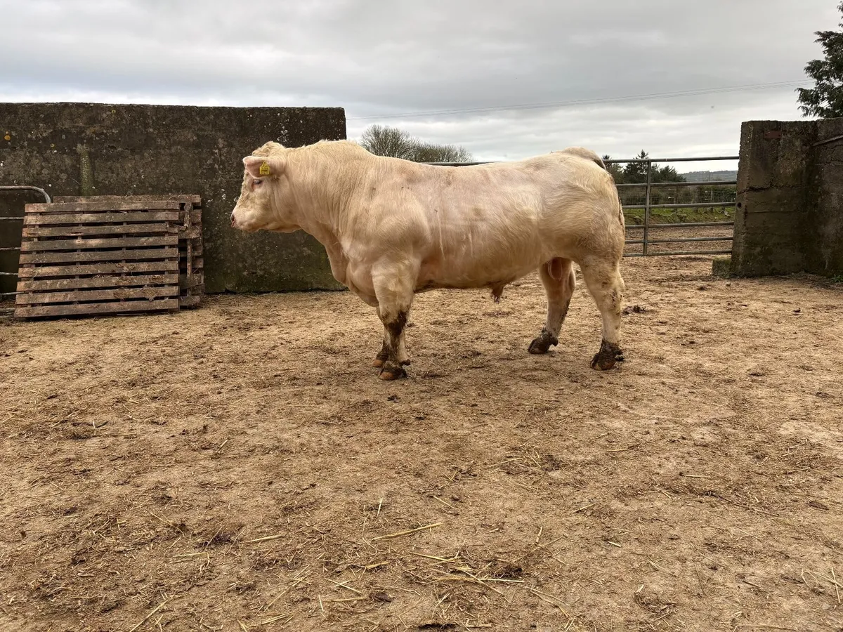 Pedigree Charolais Bull - Image 3