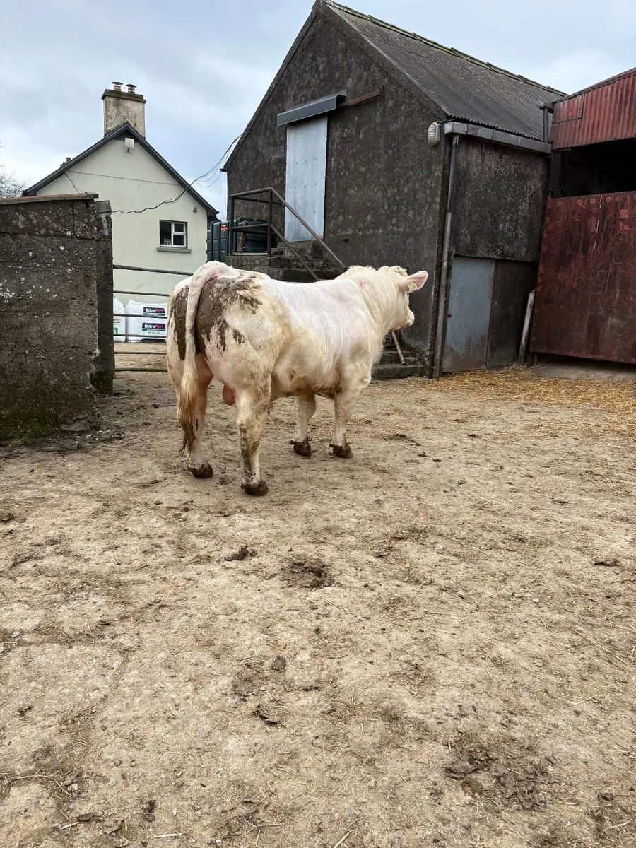 Pedigree Charolais Bull - Image 4