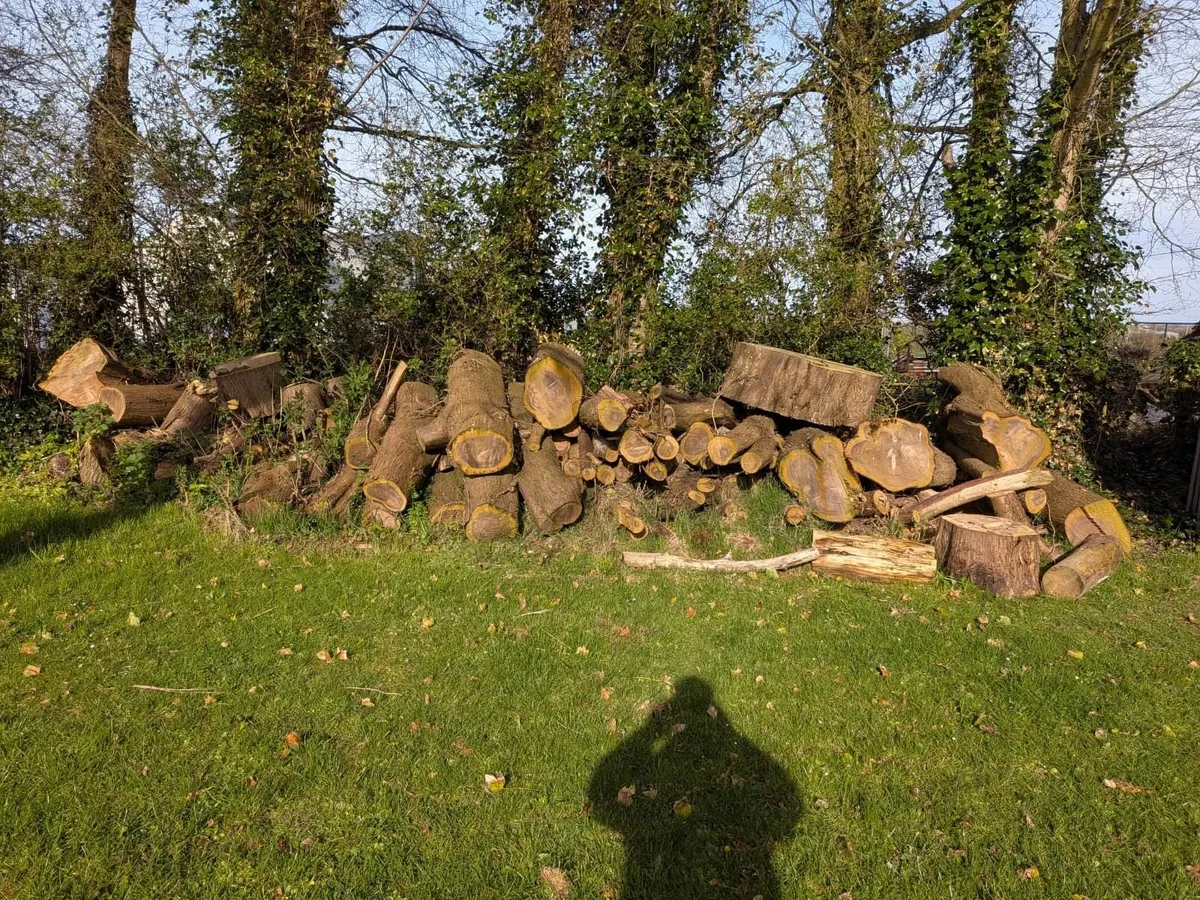 Free Wood (Hard and Pine) - Image 1