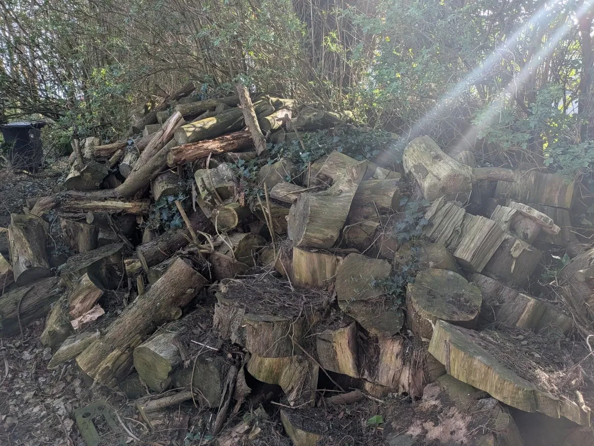 Free Wood (Hard and Pine) - Image 2