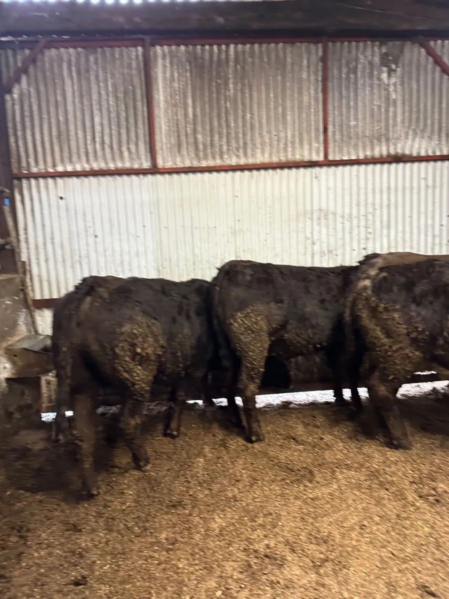 Lim springers - Image 2