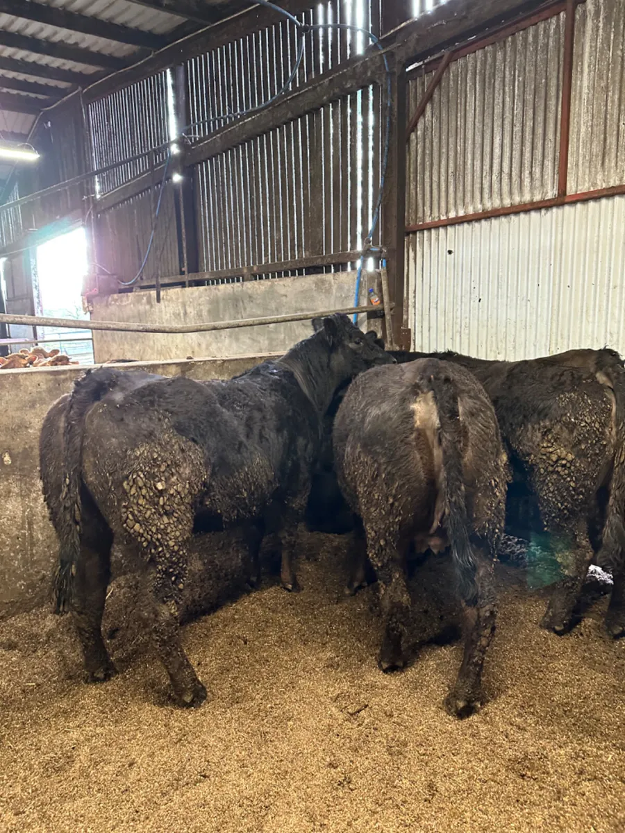 Lim springers - Image 4