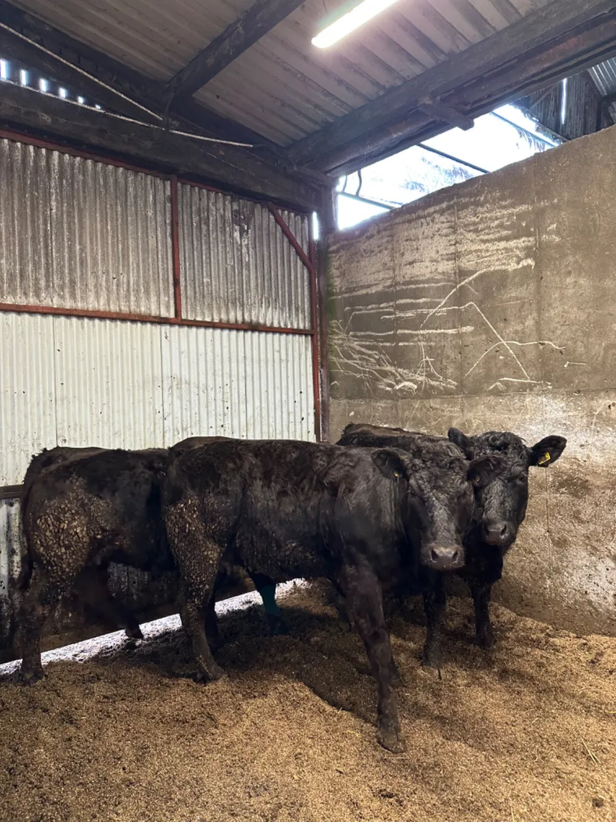 Lim springers - Image 3