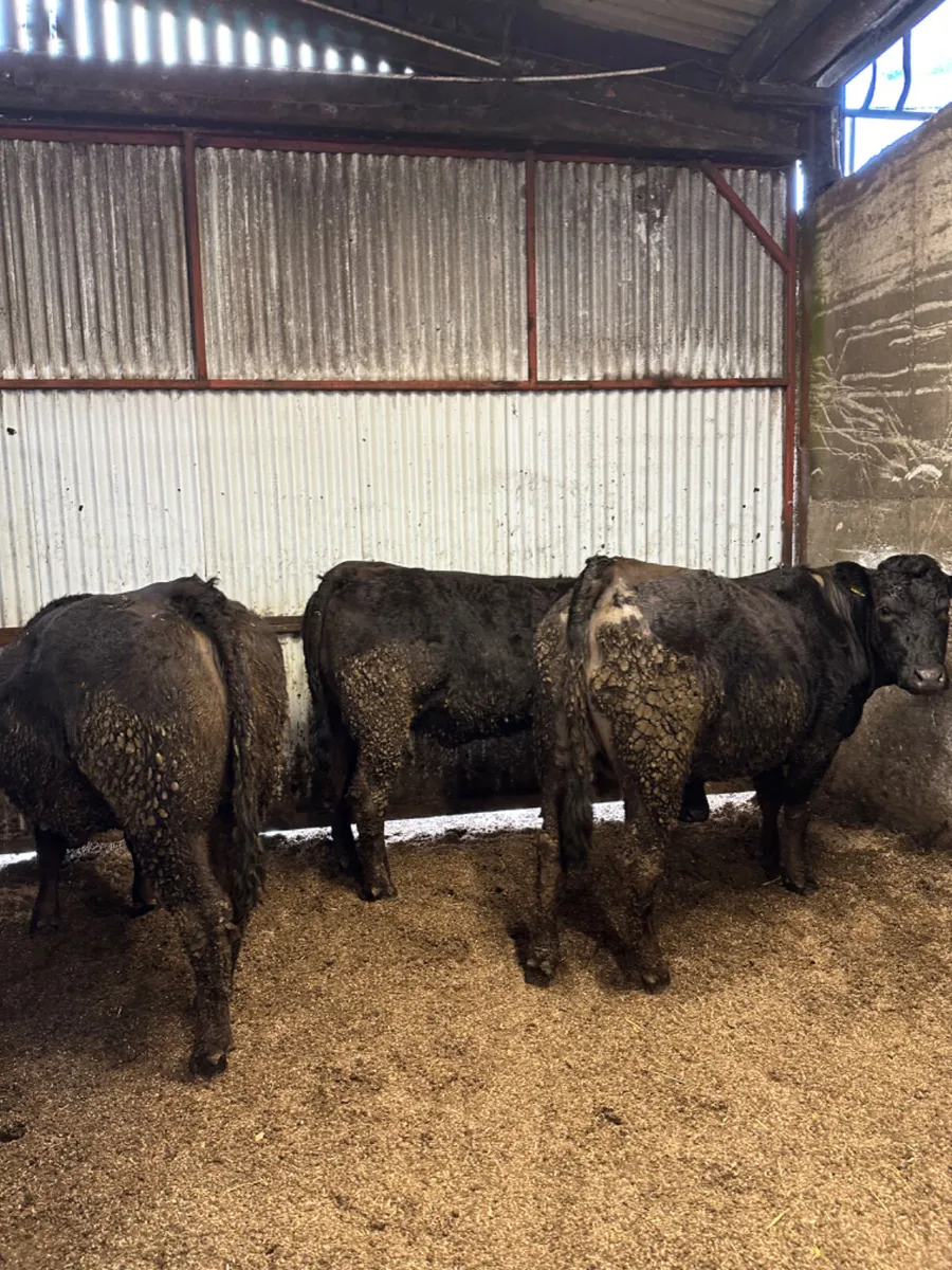 Lim springers - Image 1