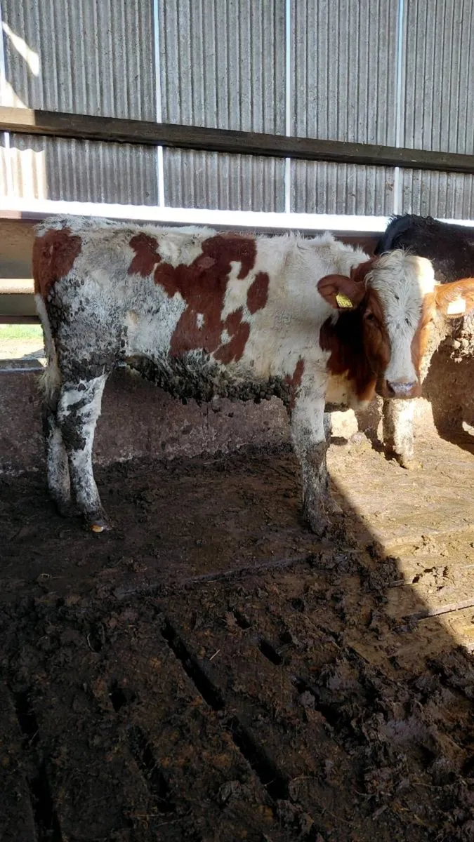 8 Maiden Heifers - Image 1