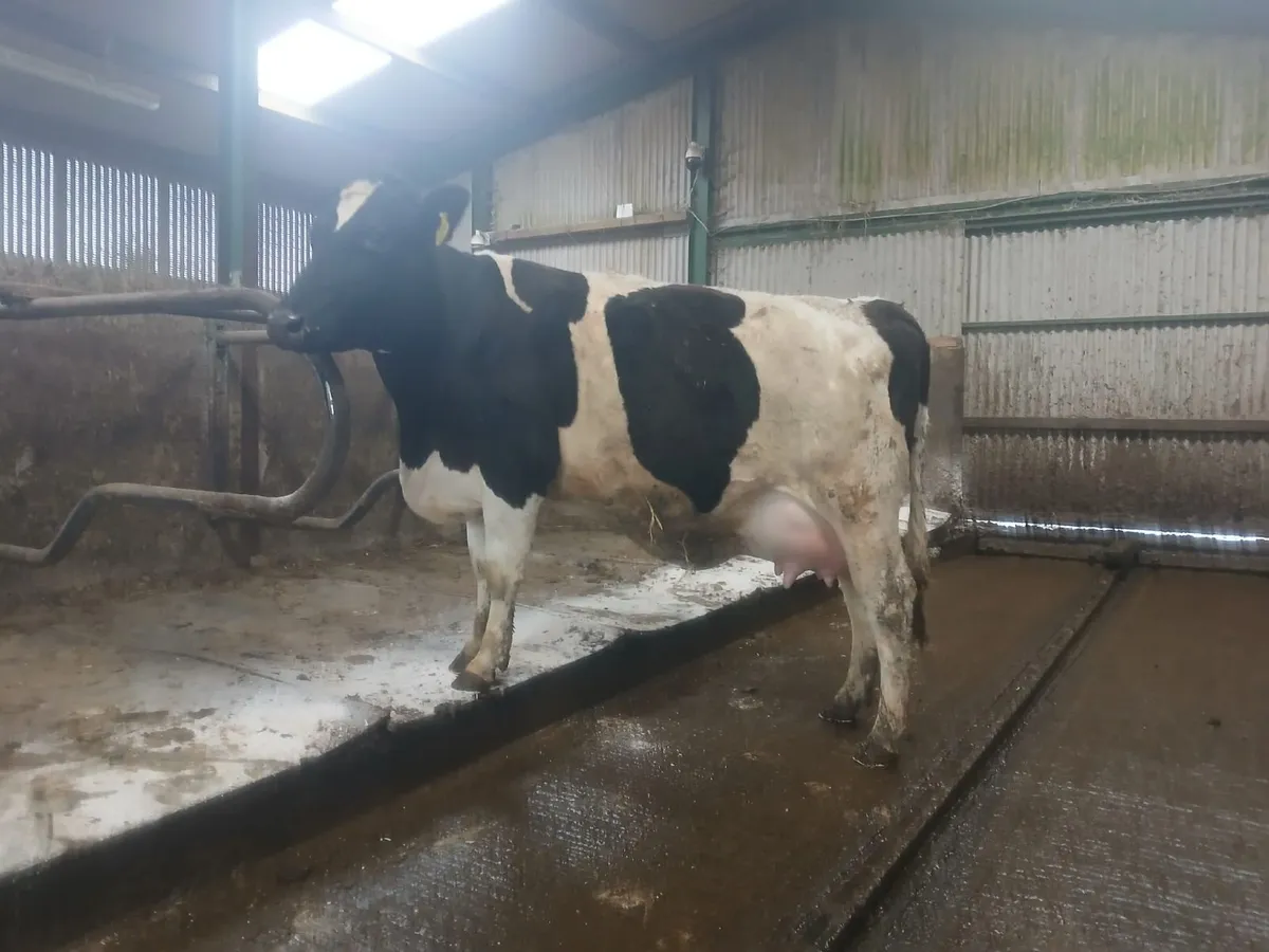 Calved British Fresian Heifers - Image 1