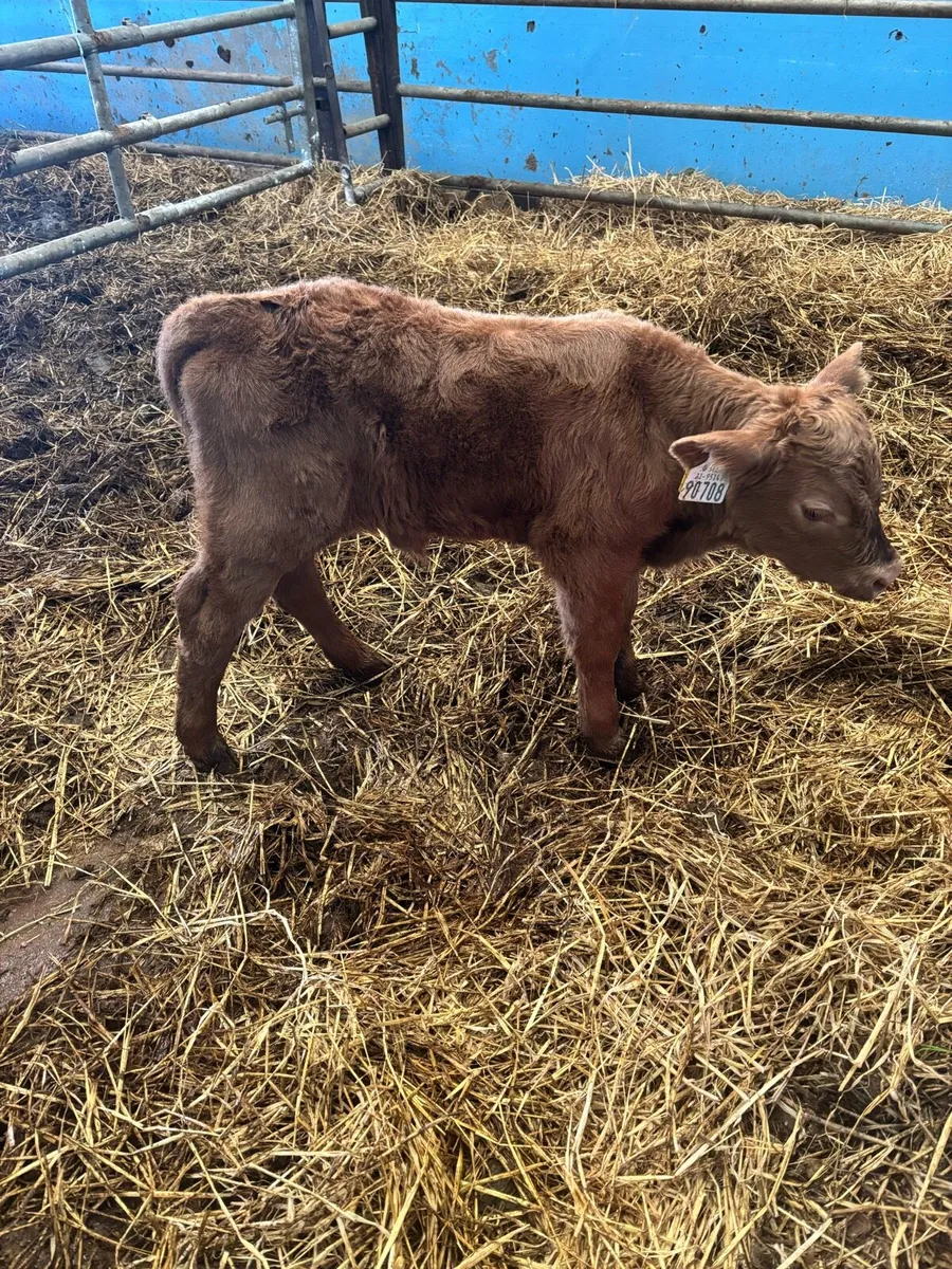 Foster calf - Image 1