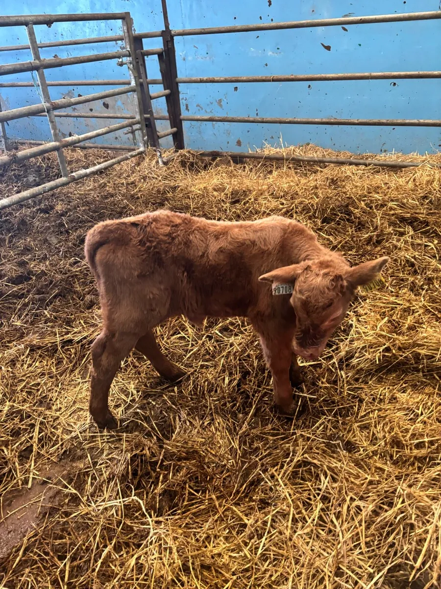 Foster calf - Image 2