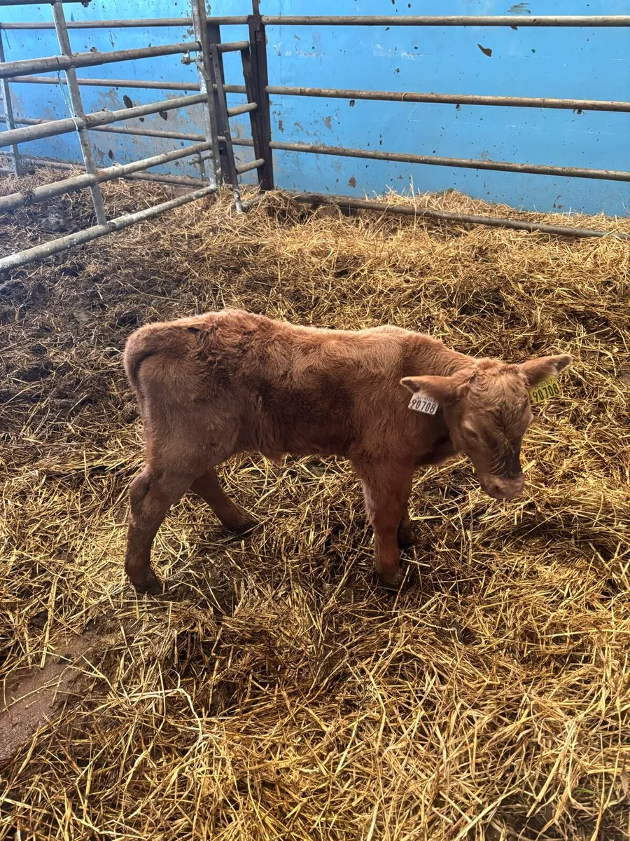 Foster calf - Image 3