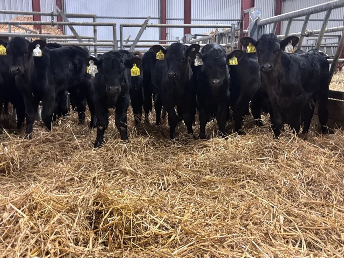 29 Angus & Hereford calves for sale - Image 3