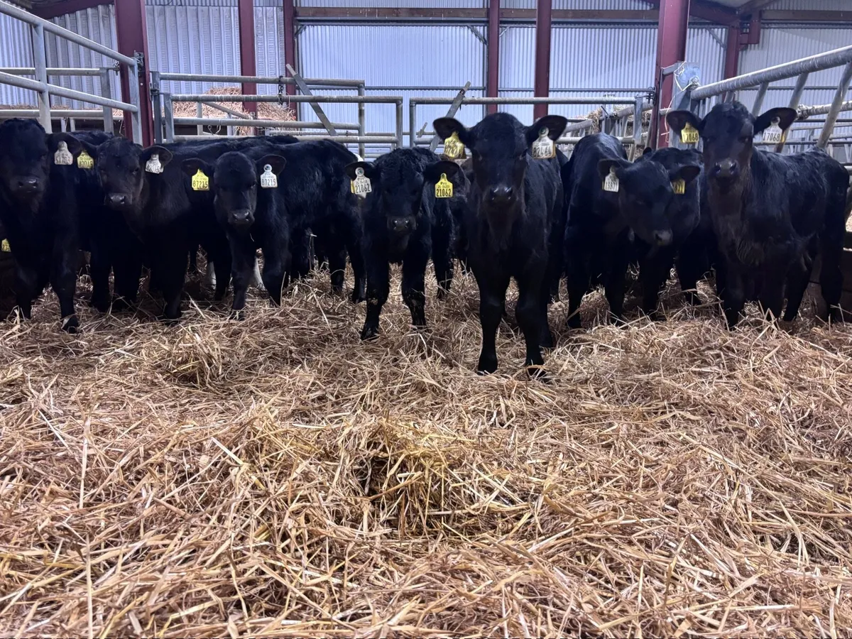 29 Angus & Hereford calves for sale - Image 4