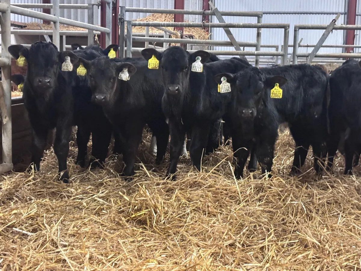 29 Angus & Hereford calves for sale - Image 1