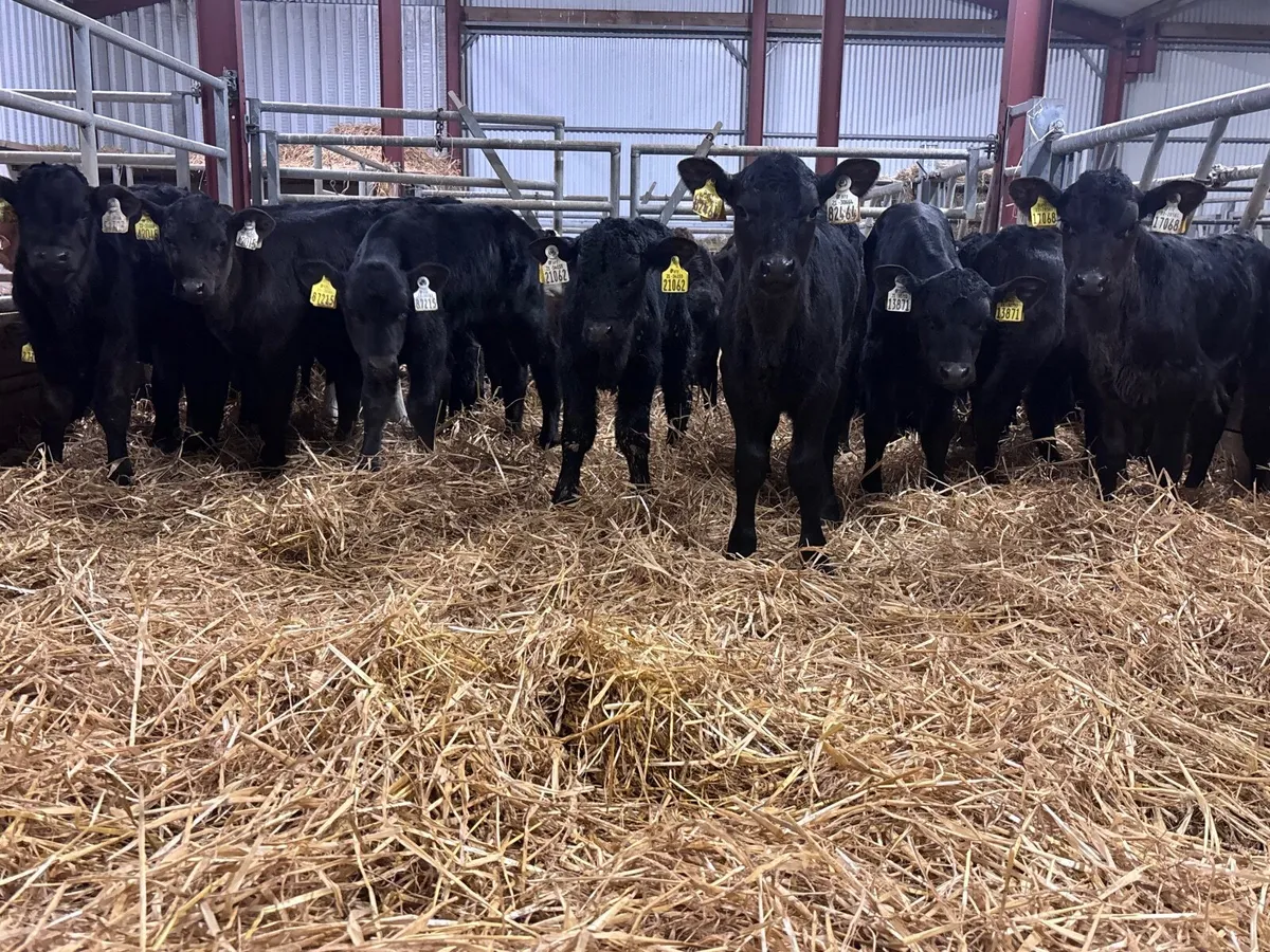 29 Angus & Hereford calves for sale - Image 2