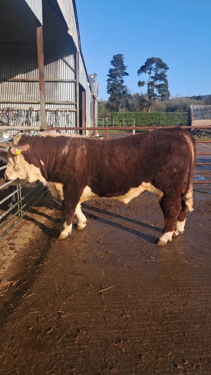 Purebred registered Hereford bull - Image 1