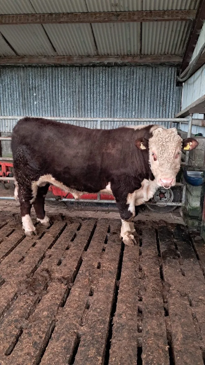 Purebred registered Hereford bull - Image 3