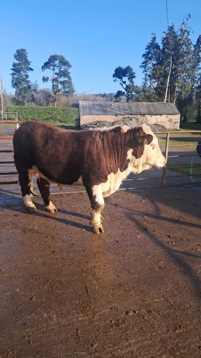 Purebred registered Hereford bull - Image 4