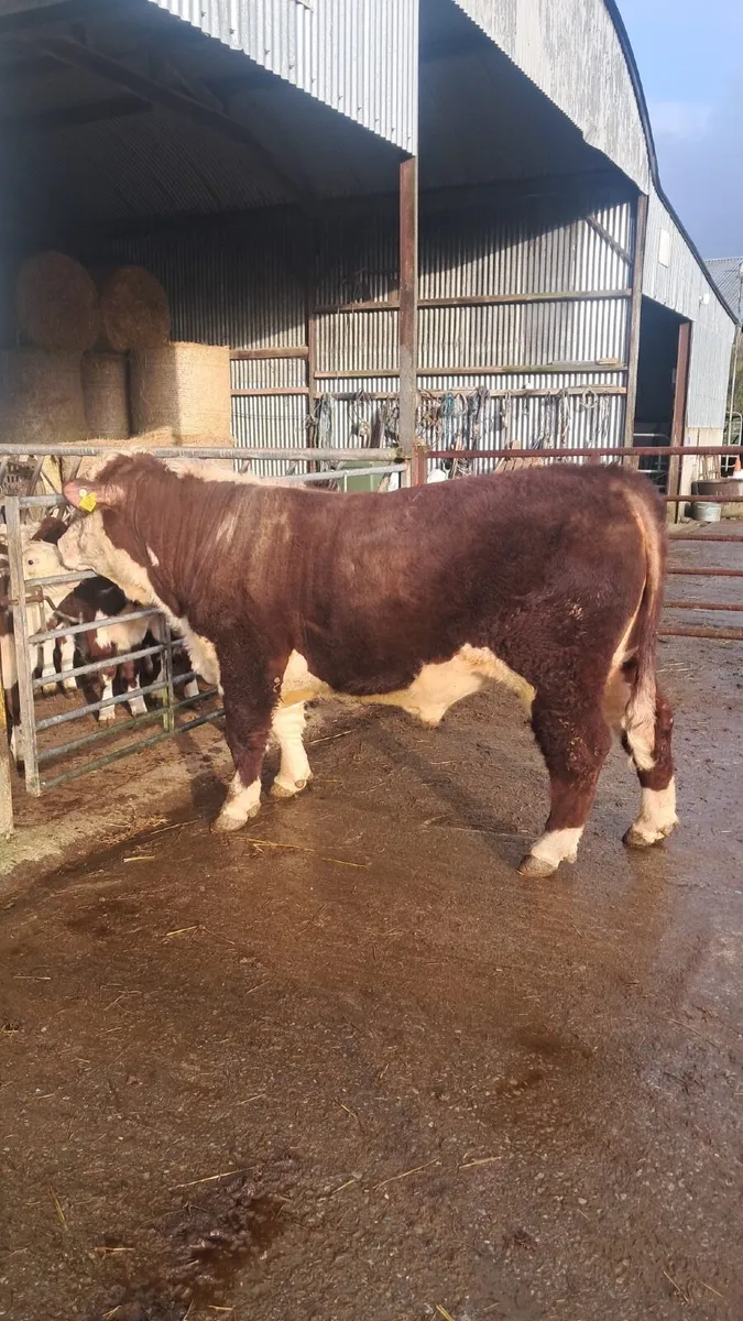 Purebred registered Hereford bull - Image 2