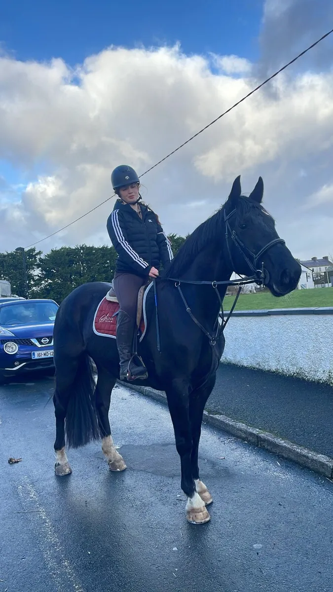 An absolute gent looking for his forever 🏠 - Image 1