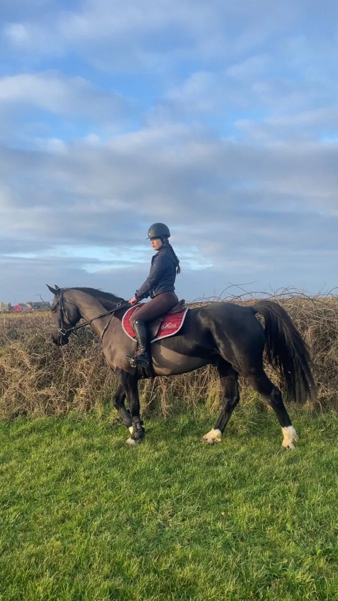 An absolute gent looking for his forever 🏠 - Image 2