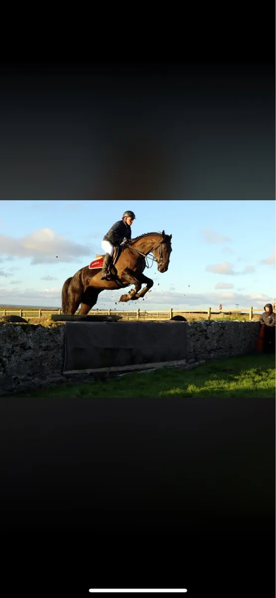 An absolute gent looking for his forever 🏠 - Image 3