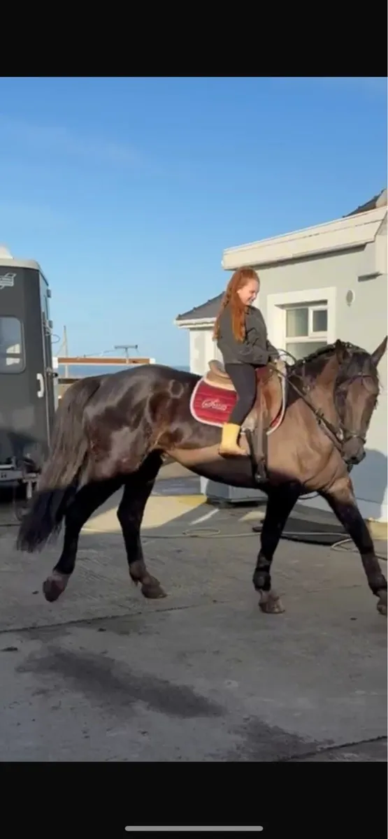 An absolute gent looking for his forever 🏠 - Image 4