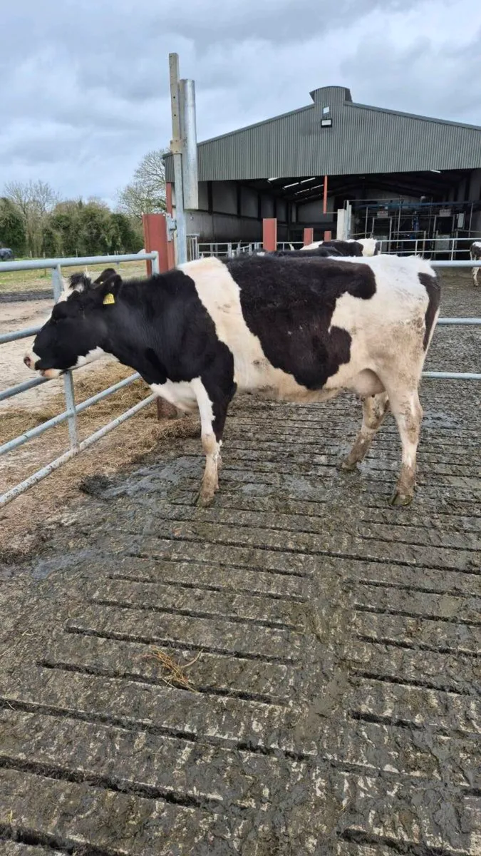 April calving cows - Image 2