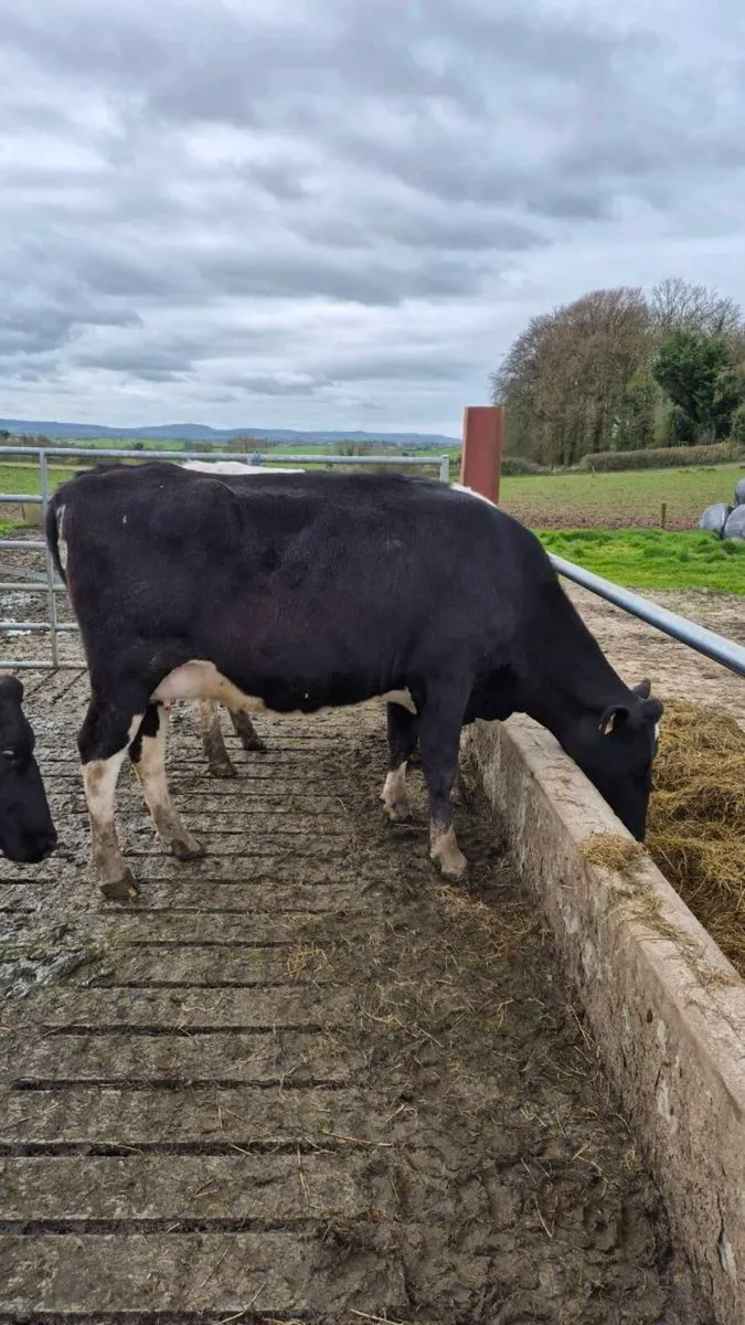 April calving cows - Image 3