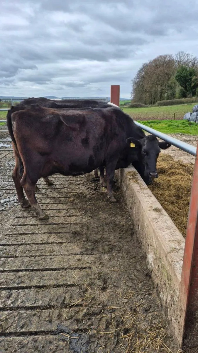 April calving cows - Image 4