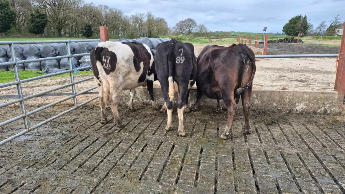 April calving cows - Image 1