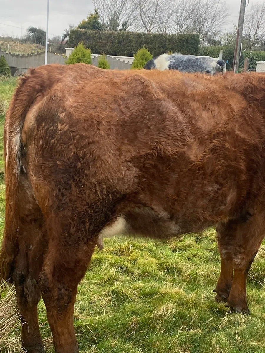 Super Roan 2nd Calver Time up - Image 2