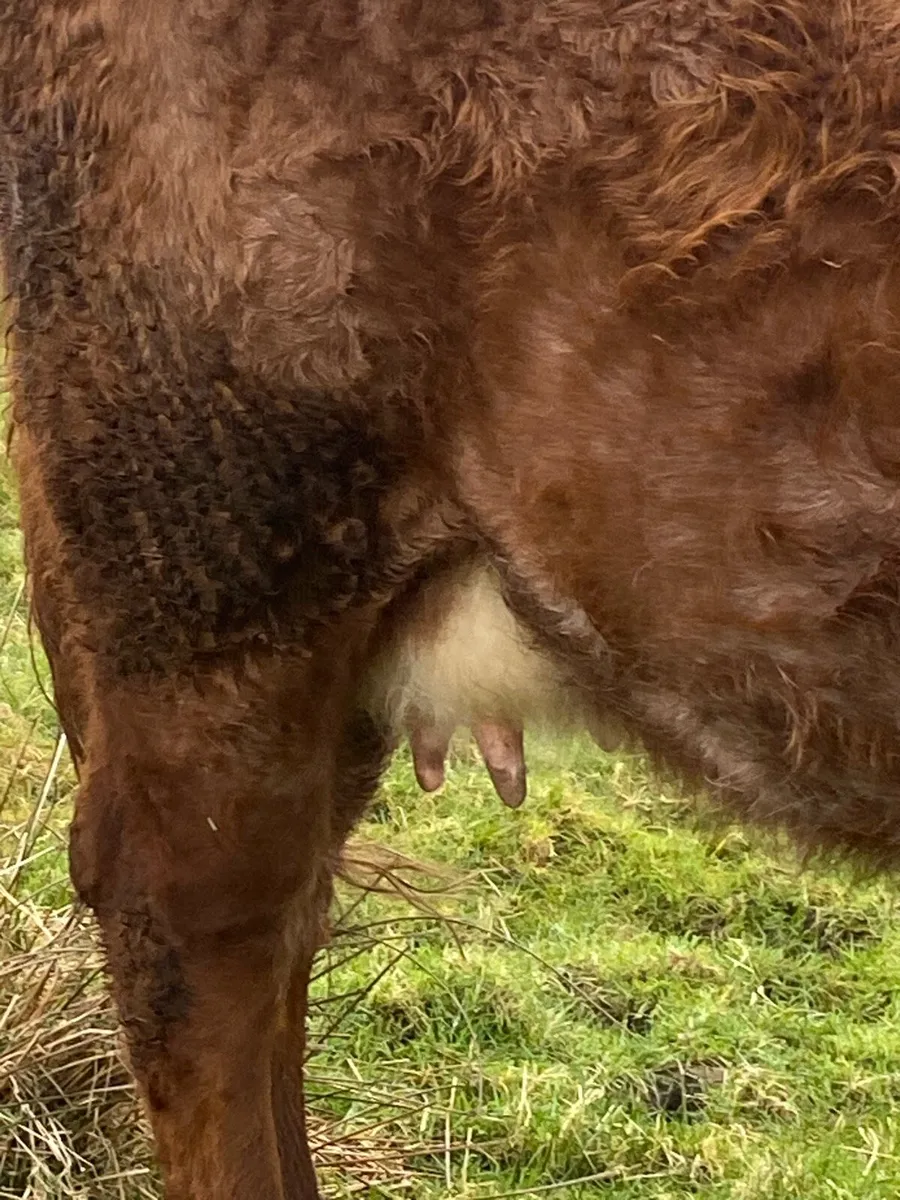 Super Roan 2nd Calver Time up - Image 3