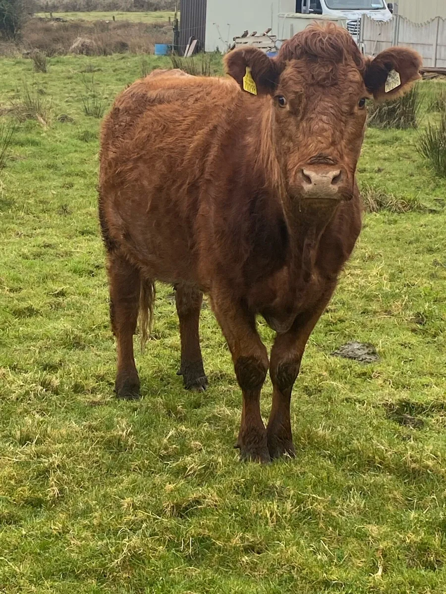 Super Roan 2nd Calver Time up - Image 1