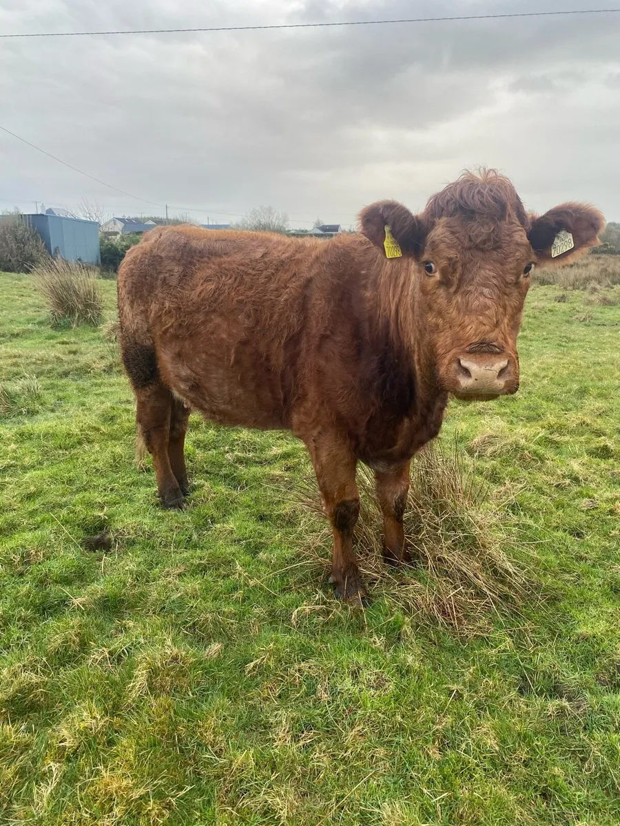 Super Roan 2nd Calver Time up - Image 4