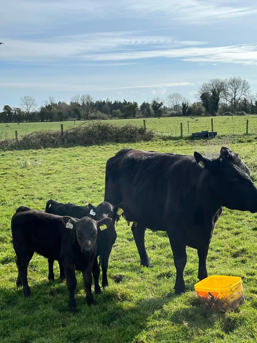 Aberdeen Angus cow with 2 calves at foot - Image 1