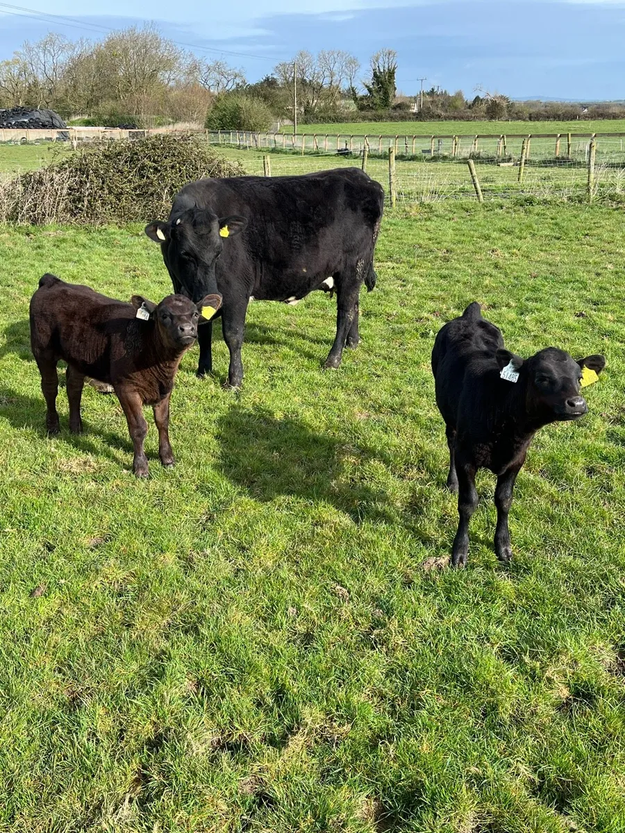 Aberdeen Angus cow with 2 calves at foot - Image 2