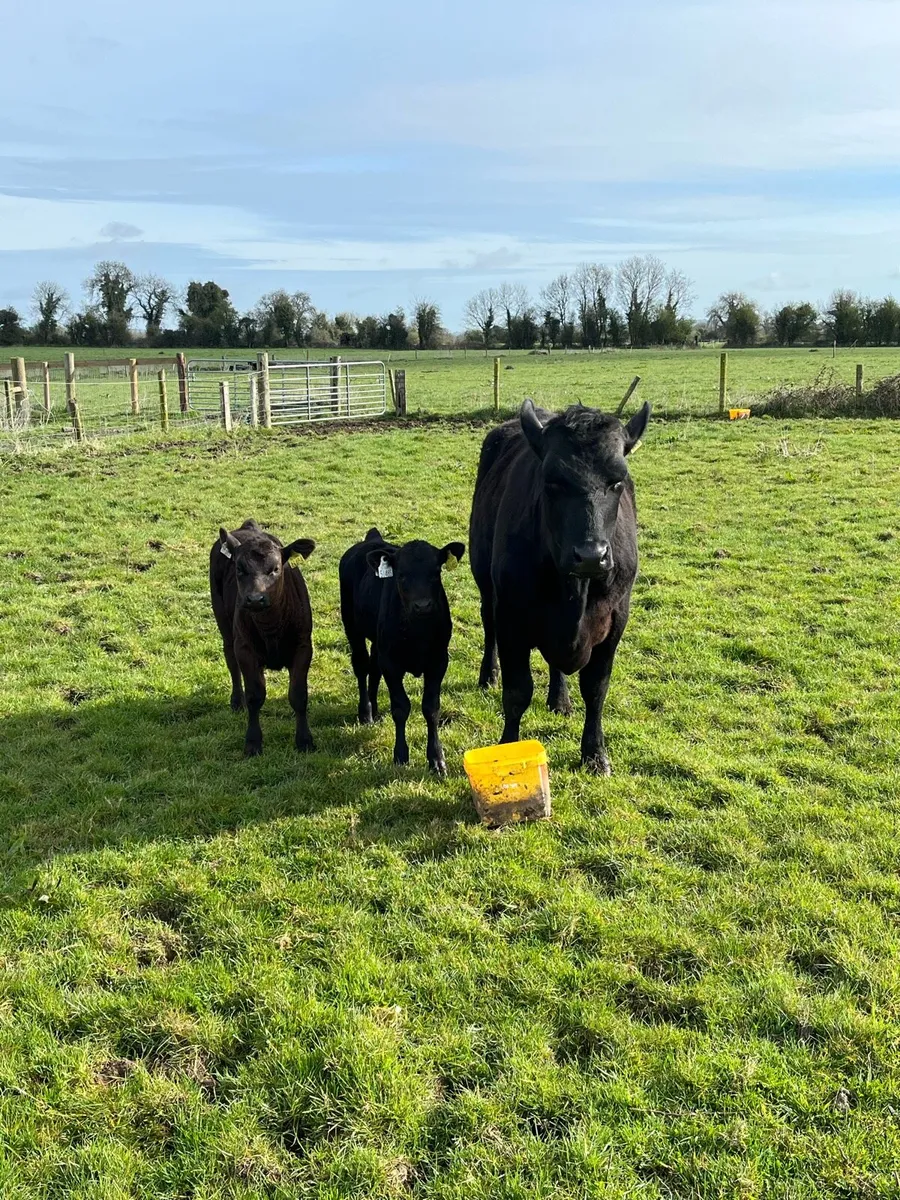 Aberdeen Angus cow with 2 calves at foot - Image 3